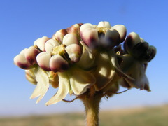 Asclepias fallax