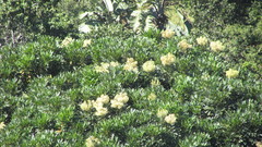 Neocussonia umbellifera