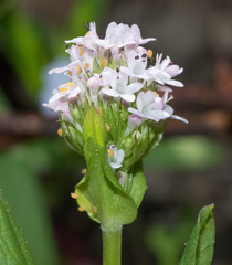Plectritis congesta brachystemon