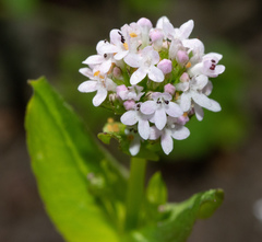 Plectritis congesta brachystemon