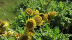 Helichrysum foetidum