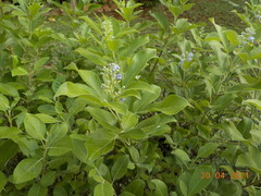 Vitex trifolia