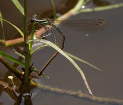 Pseudocopera ciliata