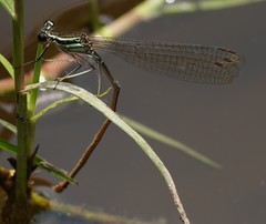 Pseudocopera ciliata