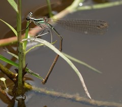 Pseudocopera ciliata