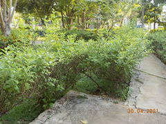 Vitex trifolia