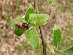 Cheilosia chrysocoma