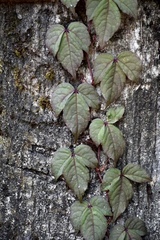 Magnoliopsida