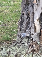 Sitta europaea