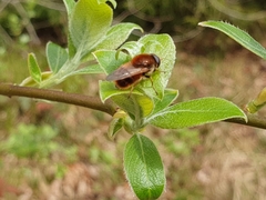 Cheilosia chrysocoma