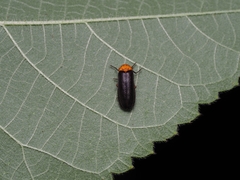 Abscondita cerata