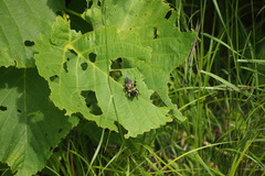 Laphria sacrator
