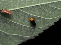 Abscondita cerata