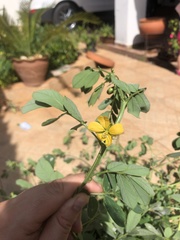 Senna obtusifolia