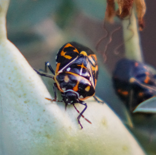 iNaturalist observation photo of Harlequin Bug