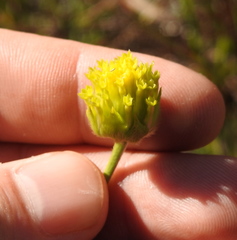 Lasiosiphon sericocephalus