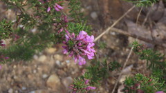 Indigofera sulcata