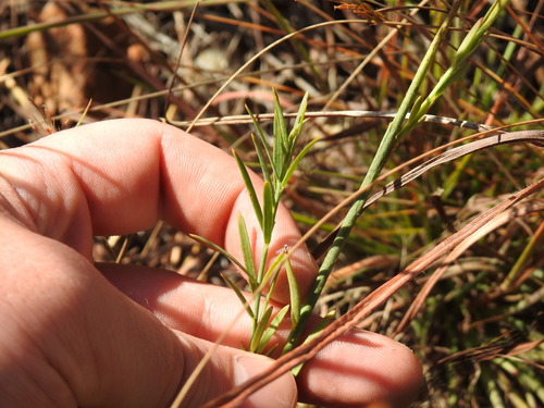 Image of Lasiosiphon sericocephalus by (c) Matthew Fainman, some rights reserved (CC BY)