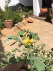 Senna obtusifolia