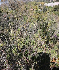 Searsia magalismontana magalismontana