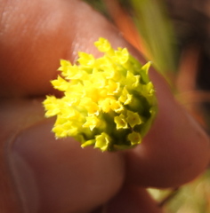 Lasiosiphon sericocephalus