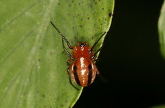 Hypsosinga pygmaea