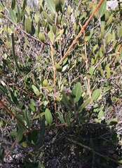 Searsia magalismontana magalismontana