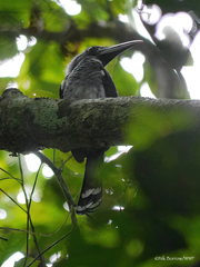 Horizocerus hartlaubi
