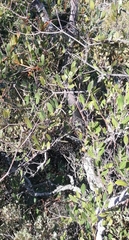 Searsia magalismontana magalismontana