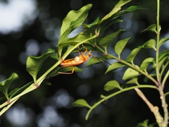 Pygostrangalia kappanzanensis