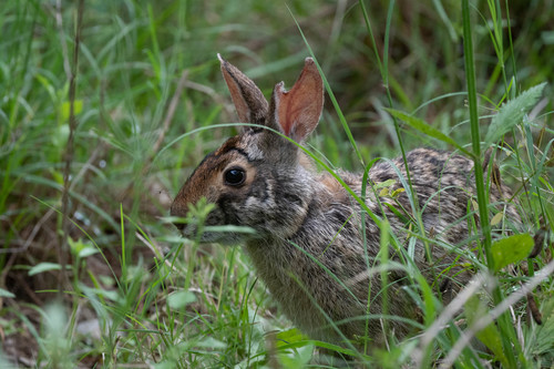 Swamp Rabbit, Galveston, Texas, United States, photo 10 of 10