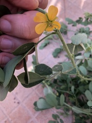 Senna obtusifolia