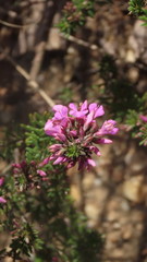 Indigofera sulcata