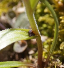 Gagea granatellii