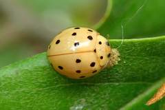 Harmonia sedecimnotata