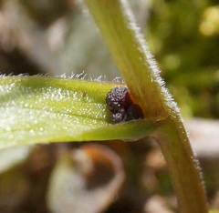 Gagea granatellii