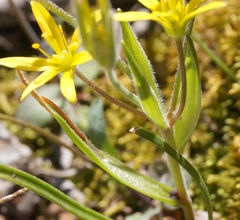 Gagea granatellii