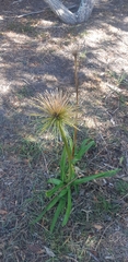 Cyperus papyrus