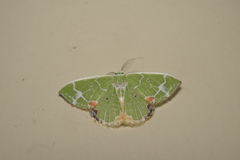Comibaena nigromacularia