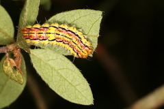 Rhodopsona rutila