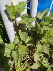 Urtica dioica