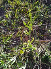 Baccharis trimera