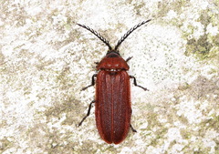 Cyphonocerus sanguineus