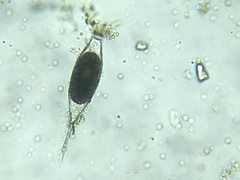 Tintinnopsis