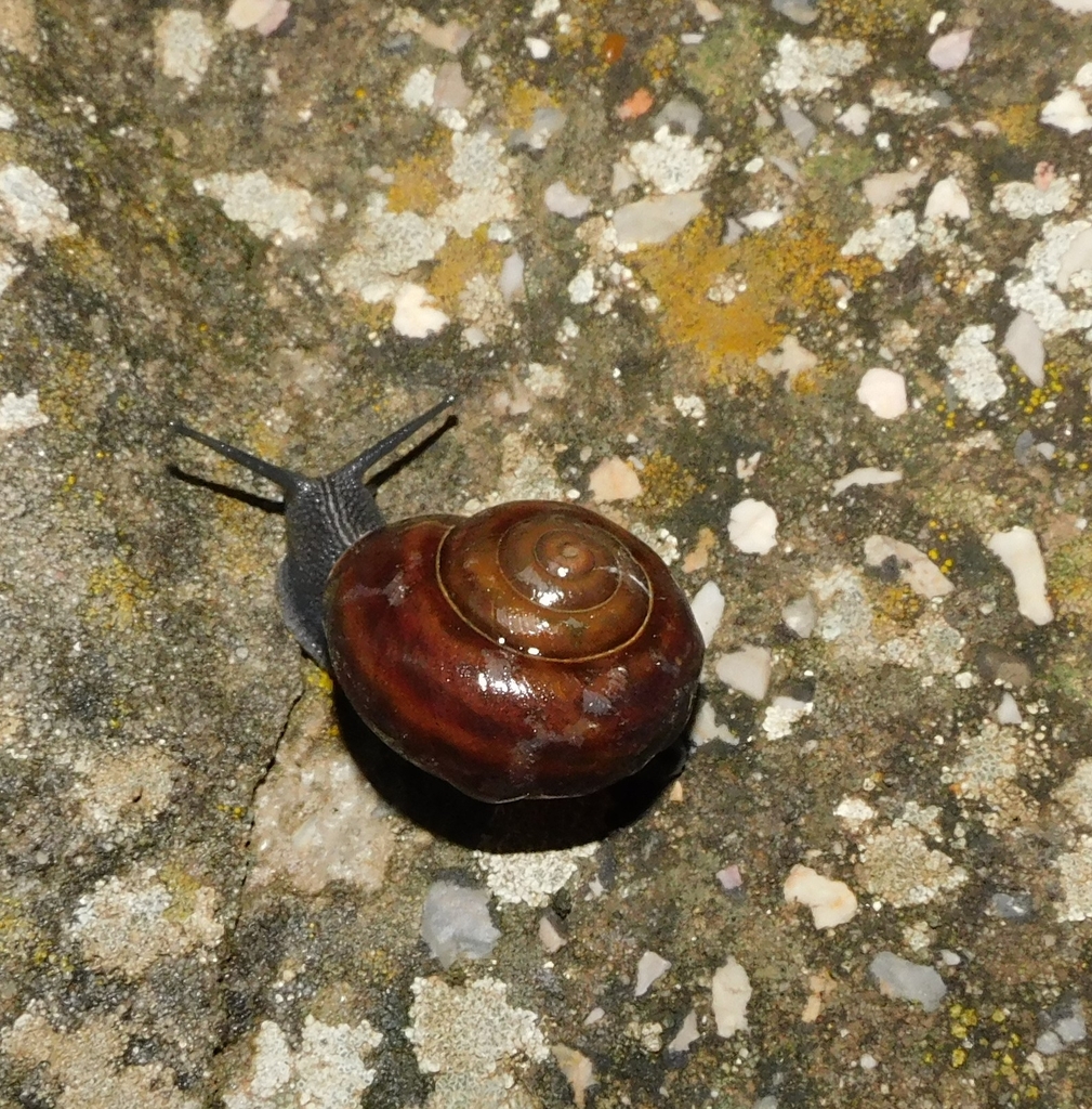 Snail