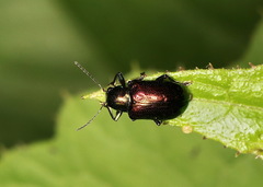 Chalcolema cylindrica