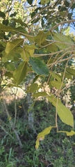 Olea capensis