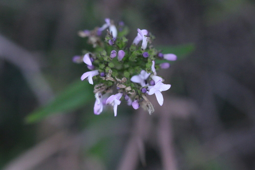 Image of Oldenlandia consanguinea by no rights reserved