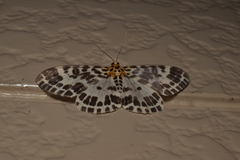 Pogonopygia nigralbata