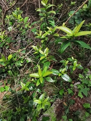 Myrtus communis